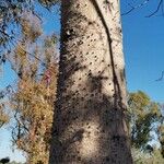 Ceiba speciosa Кора