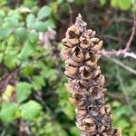 Verbascum thapsus Fruit