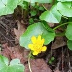 Ranunculus ficariaFlower