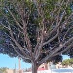 Ficus microcarpa 葉