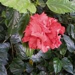 Hibiscus mutabilis Fleur