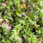 Echium parviflorum Flor