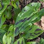 Arum maculatum Foglia