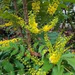 Berberis japonica Цвят