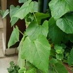 Cucumis melo Φύλλο