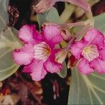 Cycladenia humilis Květ