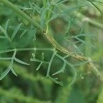 Ammi majus Leaf