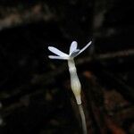 Voyria tenella 花