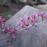 Polystachya concreta Fleur