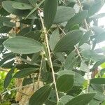 Melaleuca quinquenervia Leaf