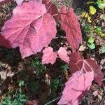 Viburnum acerifoliumFuelha