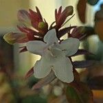 Abelia grandifolia Цветок