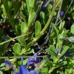 Veronica fruticans Foglia