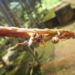 Bulbophyllum schinzianum Flower
