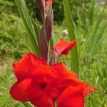 Gladiolus dalenii Floare