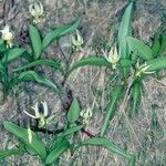 Erythronium klamathense Plante entière