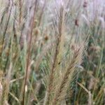 Hordeum secalinum Flower