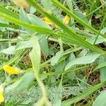 Genista sagittalis Hoja