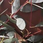 Eucalyptus polyanthemosList