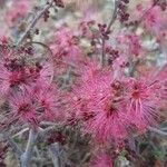 Calliandra eriophylla Lapas