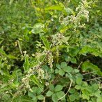 Urtica dioica Habit