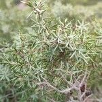 Juniperus oxycedrusЛист