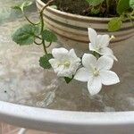Campanula carpatica Fleur