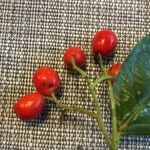 Cotoneaster bullatus Fruit