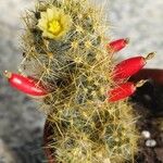 Mammillaria prolifera Leaf