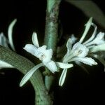 Corymborkis veratrifolia Blüte