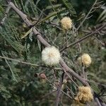 Acacia berlandieri Hábito