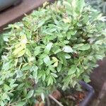 Eugenia mattosii Hoja
