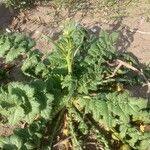 Brassica tournefortii Leaf