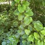 Smilax tamnoides Leaf