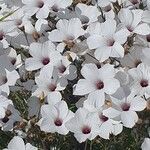 Linum suffruticosum Flower