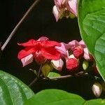 Clerodendrum umbellatum Flor