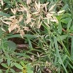 Eragrostis cilianensis Flor