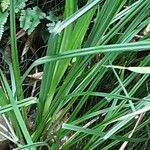 Carex riparia Feuille