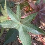 Ricinus communisLeaf