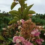 Hydrangea paniculata Žiedas