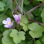 Cymbalaria muralis Leaf