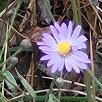 Symphyotrichum oolentangienseFlower