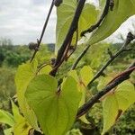 Dioscorea polystachya Hoja