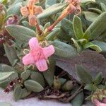 Plocama calabrica Flower