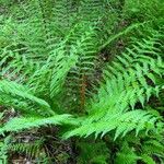 Osmundastrum cinnamomeum Leaf