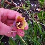 Fritillaria pyrenaica പുഷ്പം