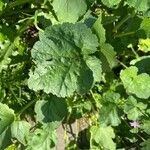 Erodium laciniatum Foglia