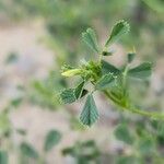 Medicago laciniata Õis