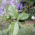 Petrea volubilisYaprak