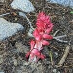 Sarcodes sanguinea Çiçek